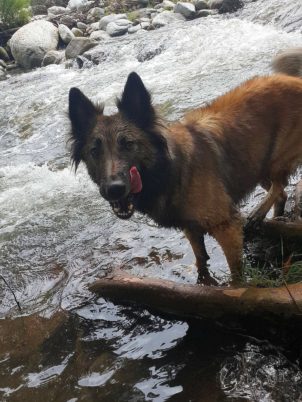 Letna participe au concours pour gagner de l'argent avec cette photo : belgian_shepherd, belgian_shepherd_malinois, canidae, carnivore, dog, dog_breed, fawn, kai_ken, kunming_wolfdog, mammal, old_german_shepherd_dog, shiloh_shepherd_dog, vertebrate