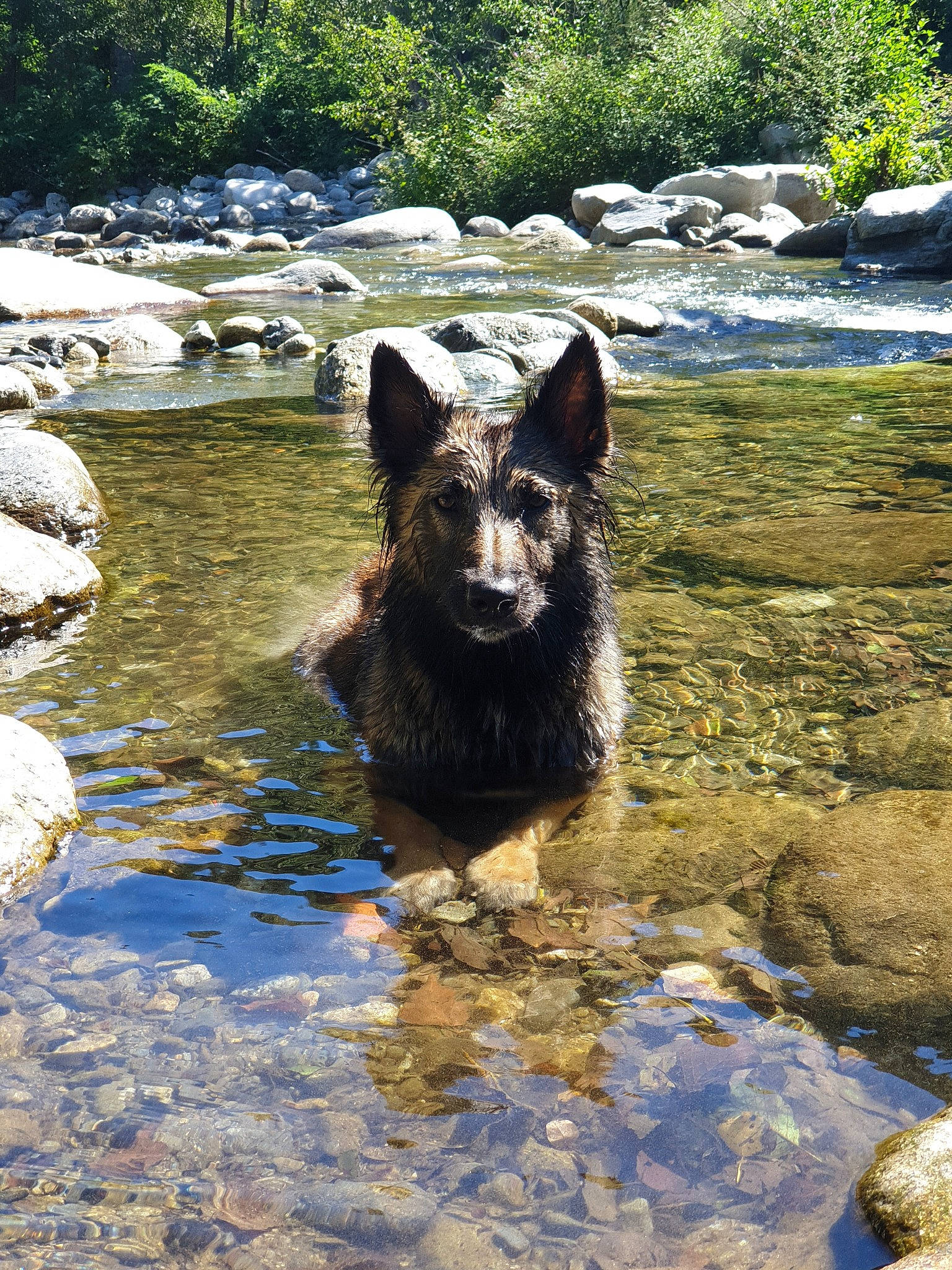 Letna participe au concours pour gagner de l'argent avec cette photo : belgian_shepherd, bohemian_shepherd, canidae, carnivore, dog, dog_breed, fawn, german_shepherd_dog, kai_ken, king_shepherd, old_german_shepherd_dog, schipperke, shiloh_shepherd_dog, water, watercourse, wildlife