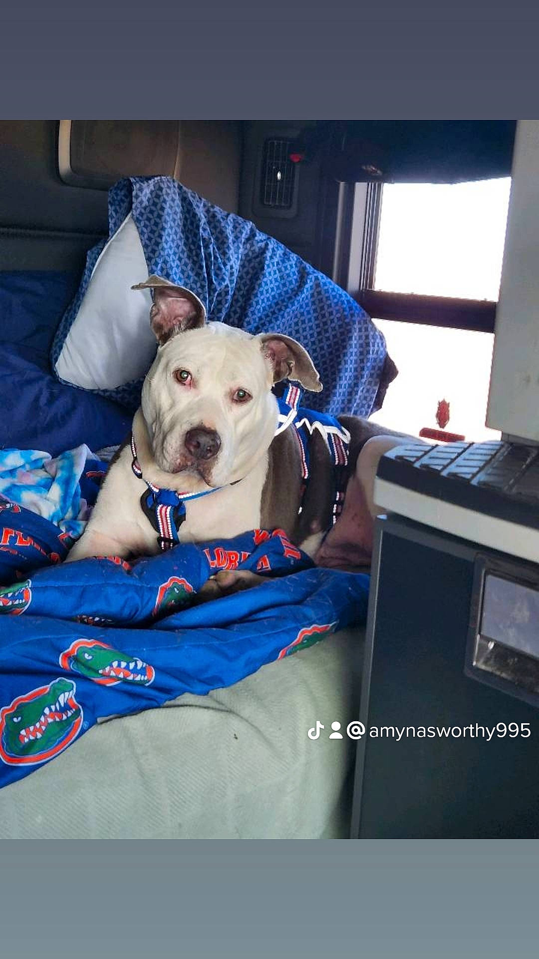 Betty joined the competition — help win amazing prizes! canidae, carnivore, collar, comfort, companion_dog, couch, curtain, dog, dog_breed, dog_clothes, dog_collar, dog_supply, fawn, linens, pet_supply, snout, sporting_group, toy_dog, window, working_animal