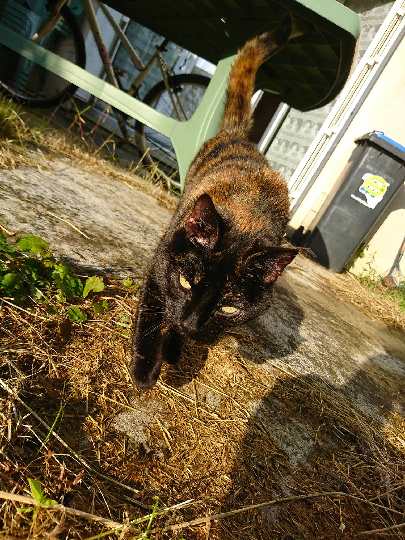 Myrtille participe au concours pour gagner de l'argent avec cette photo : canidae, carnivore, cat, fawn, felidae, grass, plant, snout, soil, tree, whiskers