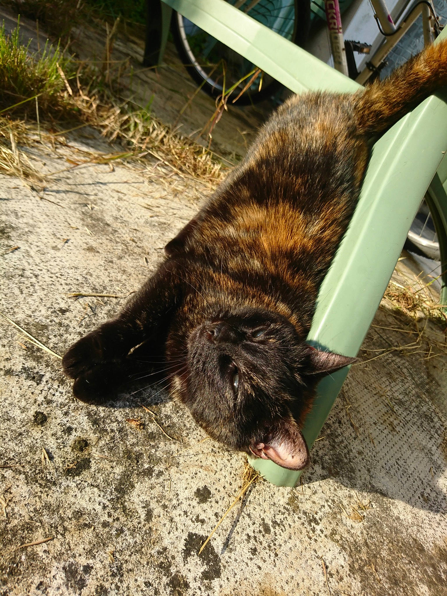 Myrtille participe au concours pour gagner de l'argent avec cette photo : carnivore, cat, felidae, fur, kai_ken, small_to_medium_sized_cats, snout, tail, whiskers