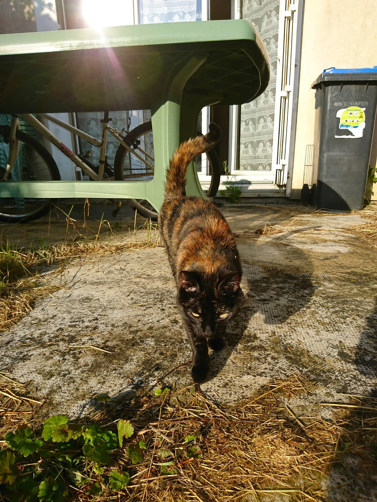 Myrtille participe au concours pour gagner de l'argent avec cette photo : carnivore, cat, felidae, plant, small_to_medium_sized_cats, tail, tree, zoo