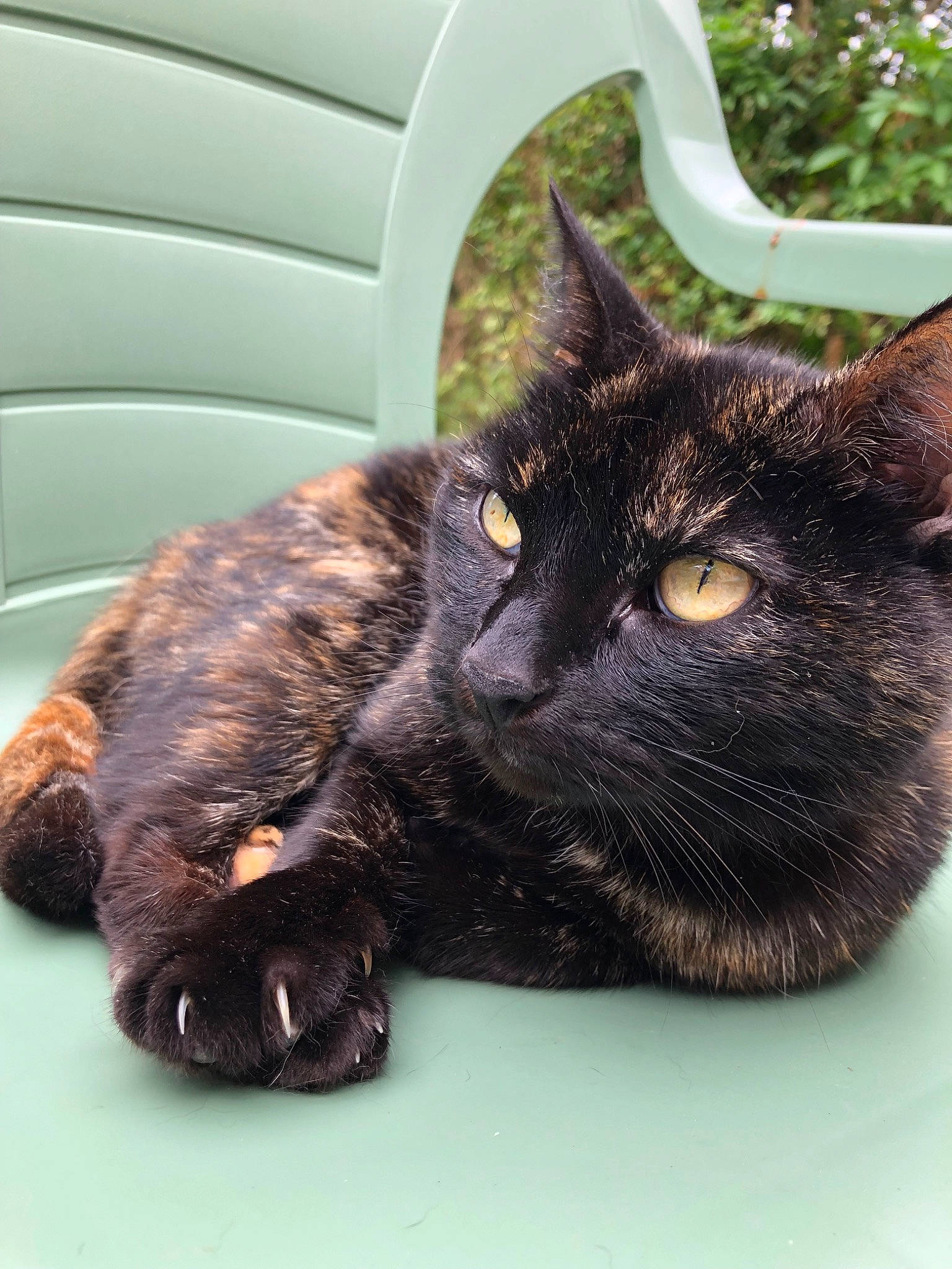 Myrtille a rejoint le concours — aidez-le/la à gagner de superbes lots ! asian, black_cat, bombay, carnivore, cat, claw, domestic_short_haired_cat, european_shorthair, eye, felidae, fur, german_rex, kitten, small_to_medium_sized_cats, snout, tail, whiskers