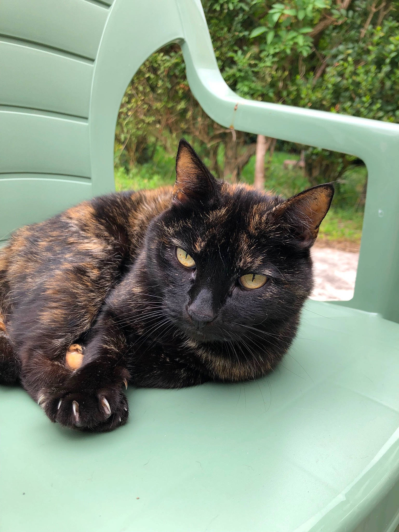 Myrtille a rejoint le concours — aidez-le/la à gagner de superbes lots ! asian, black_cat, carnivore, cat, domestic_short_haired_cat, dragon_li, european_shorthair, felidae, fur, german_rex, kitten, polydactyl_cat, small_to_medium_sized_cats, tabby_cat, tail, whiskers