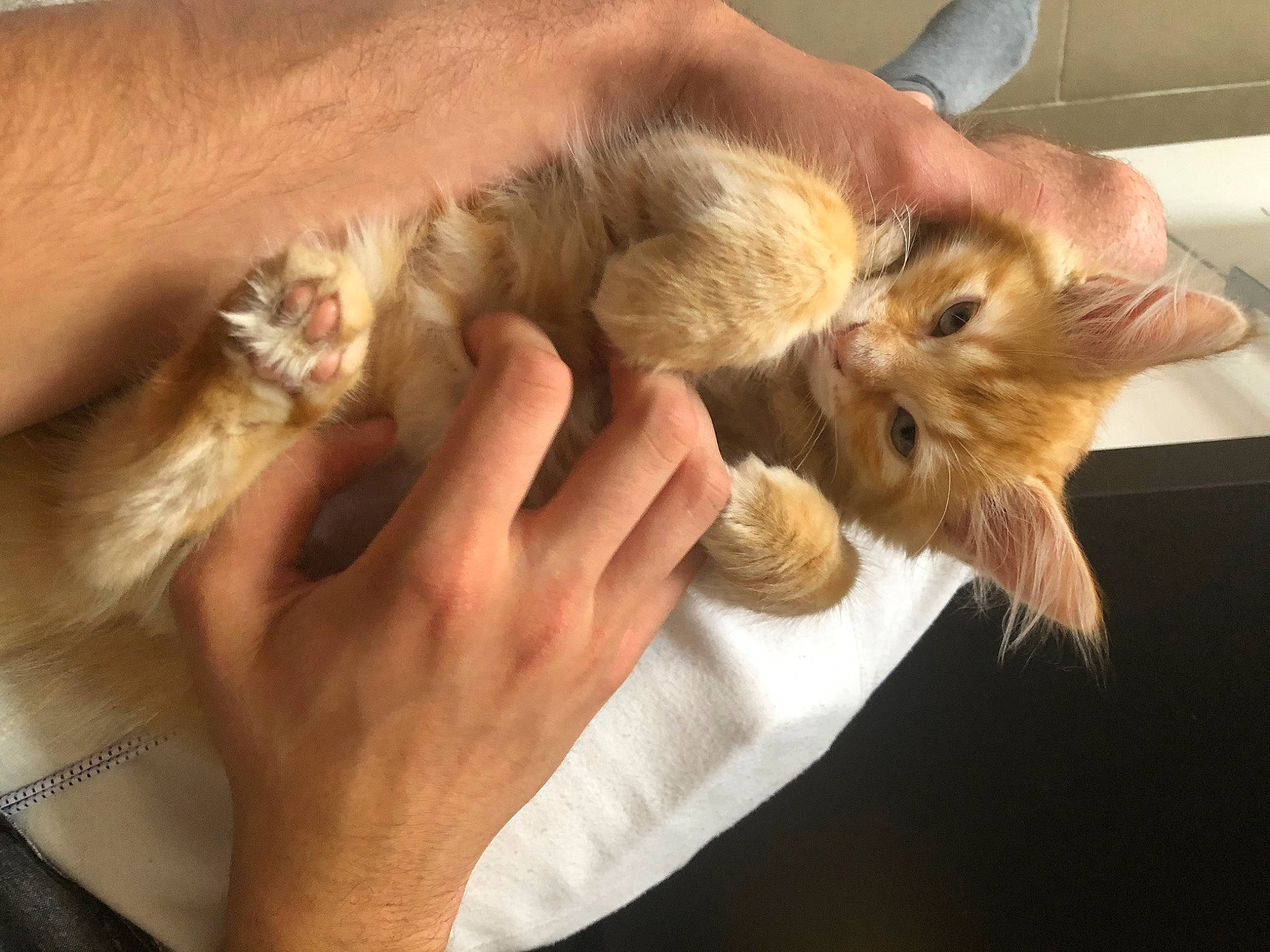 Rio participe au concours pour gagner de l'argent avec cette photo : carnivore, cat, claw, comfort, companion_dog, domestic_short_haired_cat, ear, fawn, felidae, finger, fur, gesture, mammal, nail, paw, small_to_medium_sized_cats, whiskers