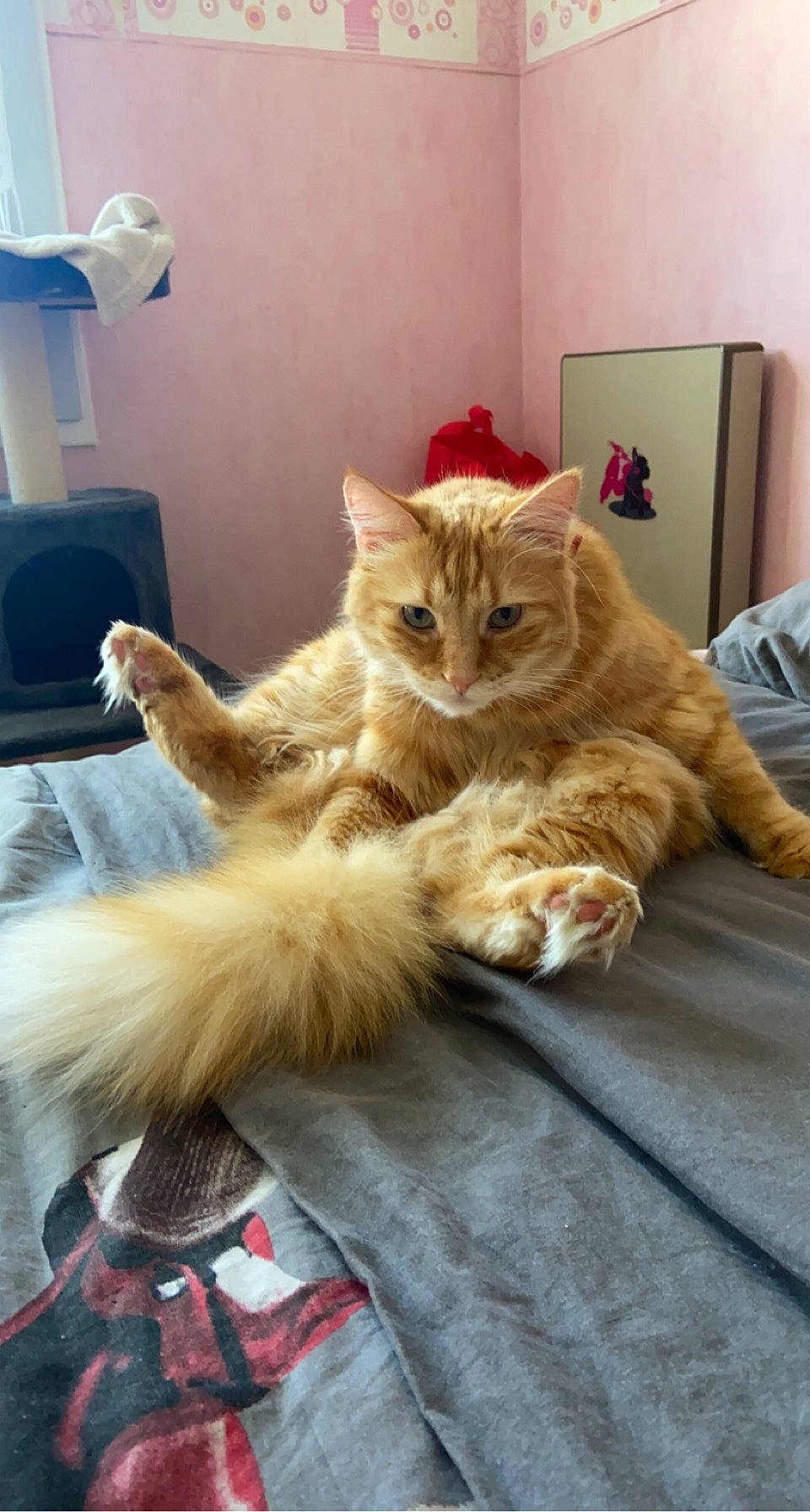 Rio participe au concours pour gagner de l'argent avec cette photo : box, carnivore, cat, claw, comfort, companion_dog, domestic_short_haired_cat, fawn, felidae, flooring, fur, nap, paw, room, small_to_medium_sized_cats, tail, whiskers, window, wood