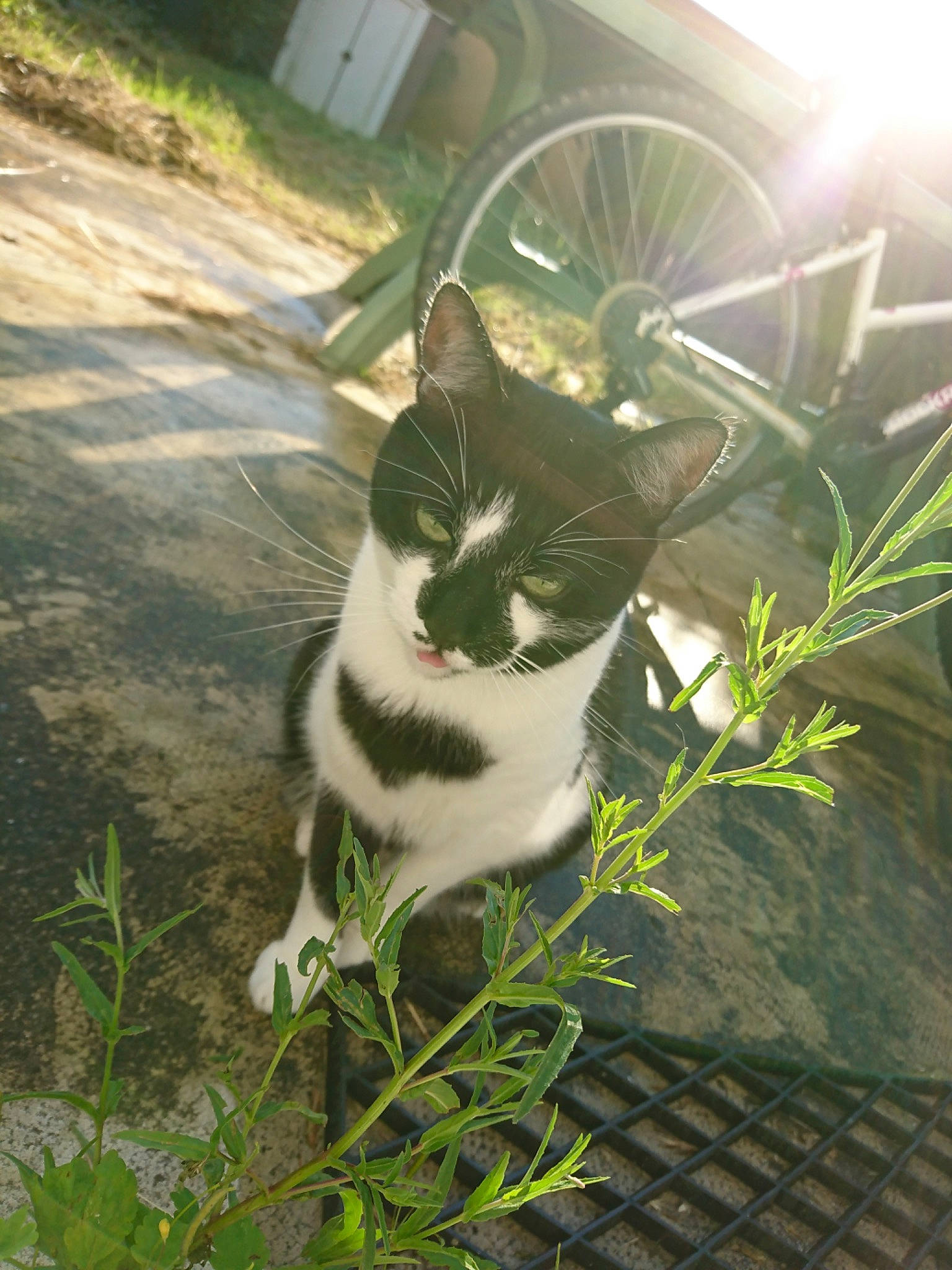 Calypso participe au concours pour gagner de l'argent avec cette photo : aegean_cat, american_wirehair, carnivore, cat, domestic_short_haired_cat, european_shorthair, felidae, grass, green, plant, polydactyl_cat, small_to_medium_sized_cats, tail, tree, whiskers