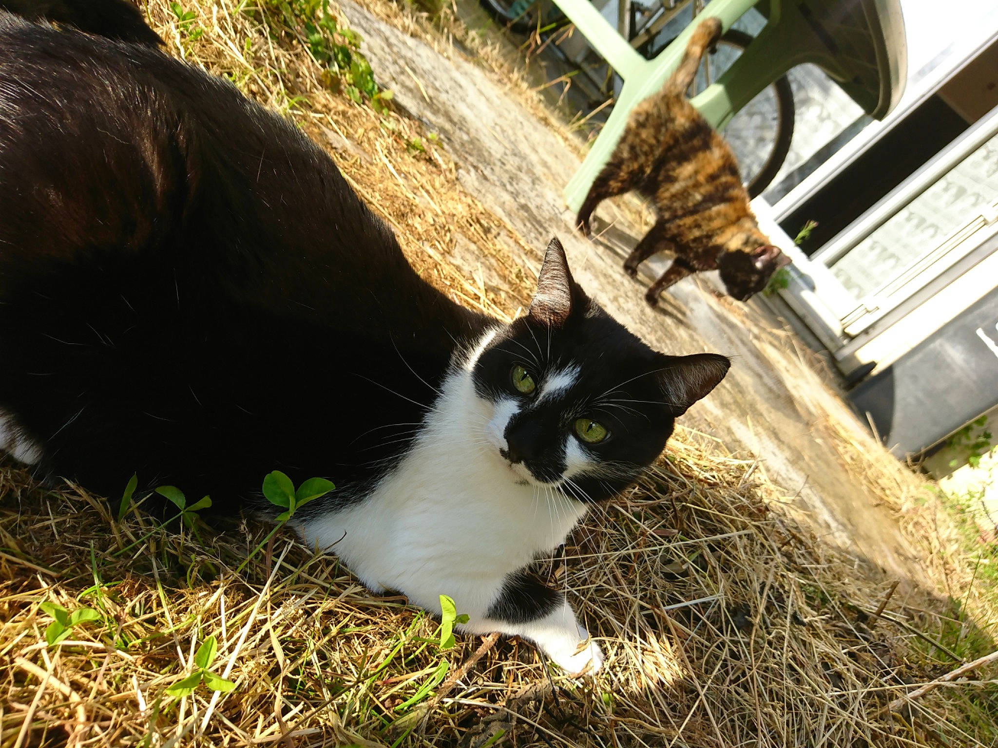 Calypso participe au concours pour gagner de l'argent avec cette photo : aegean_cat, carnivore, cat, domestic_short_haired_cat, european_shorthair, eye, felidae, fur, grass, plant, polydactyl_cat, small_to_medium_sized_cats, tail, tree, whiskers