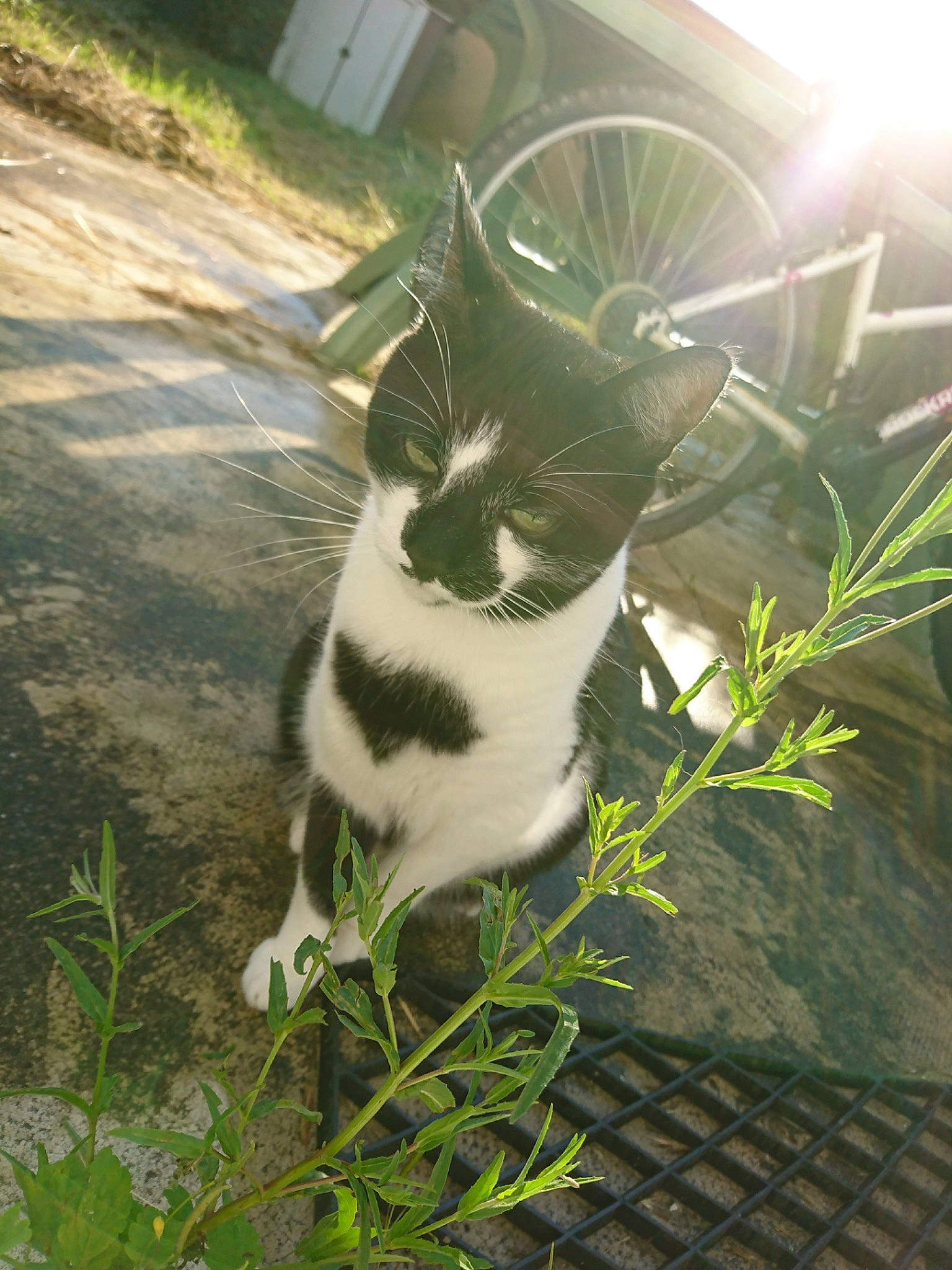 Calypso participe au concours pour gagner de l'argent avec cette photo : cat, felidae, grass, plant, small_to_medium_sized_cats, tail, whiskers