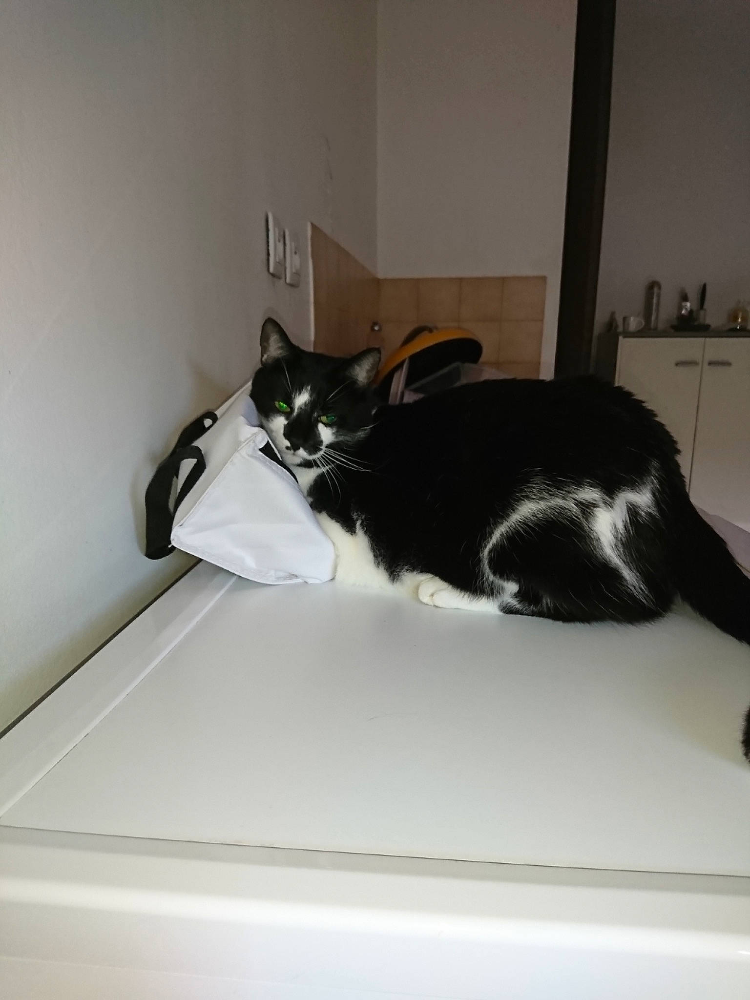 Calypso participe au concours pour gagner de l'argent avec cette photo : bed, black, black_cat, carnivore, cat, domestic_short_haired_cat, felidae, fur, furniture, room, small_to_medium_sized_cats, tail, whiskers