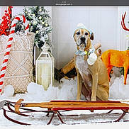 Cuda joined the competition — help win amazing prizes! dog, sled, winter_hat, scarf, holiday, christmas, snow, candy_cane, lantern, reindeer, decorations, festive, indoor, pet, brown_dog, wooden_sled, white_background, cozy, seasonal, cute