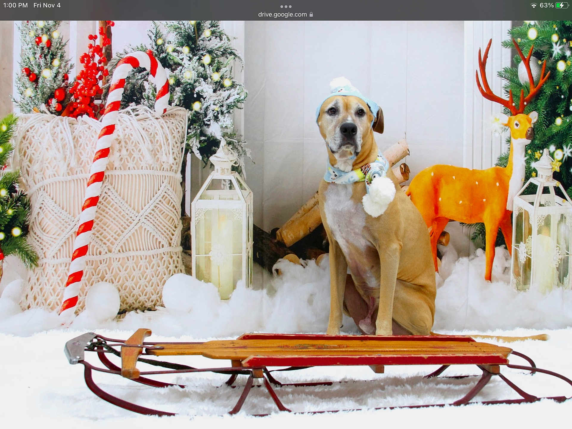 Cuda joined the competition — help win amazing prizes! dog, sled, winter_hat, scarf, holiday, christmas, snow, candy_cane, lantern, reindeer, decorations, festive, indoor, pet, brown_dog, wooden_sled, white_background, cozy, seasonal, cute