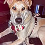 Bodhi is registered to the contest to win money with this photo: animal, bed, canine, close_up, collar, comfort, companion, dog, domestic_animal, ears, fur, harness, indoor, light_fur, looking, mammal, paw, pet, resting, snout