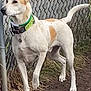 Bodhi joined the competition — help win amazing prizes! dog, animal, outdoor, fence, grass, collar, pet, canine, alert, standing, white, tan, paw, tag, nature, chain_link_fence, fur, ears, tail, side_view