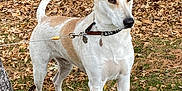 Bodhi is registered to the contest to win money with this photo: alert, animal, autumn, brown, canine, collar, daylight, dog, ears, fence, grass, leash, leaves, nature, outdoor, park, pet, standing, tree, white