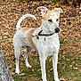 Bodhi is registered to the contest to win money with this photo: alert, animal, autumn, brown, canine, collar, daylight, dog, ears, fence, grass, leash, leaves, nature, outdoor, park, pet, standing, tree, white