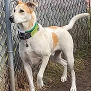 Bodhi is registered to the contest to win money with this photo: dog, canine, outdoor, chain_link_fence, collar, pet, animal, grass, dirt, alert, standing, ears_up, tag, fence_post, side_view, white_and_tan, four_legs, nature, daylight, curious