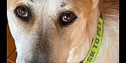 Bodhi is registered to the contest to win money with this photo: alert, animal, black_nose, brown_eyes, canine, close_up, collar, companion, cute, dog, domestic, ears, friendly, fur, indoor, looking, pet, pet_tag, portrait, wooden_floor