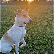 Bodhi is registered to the contest to win money with this photo: animal, canine, clouds, collar, daylight, dog, evening, field, grass, greenery, landscape, nature, outdoor, peaceful, pet, profile, sitting, sky, sunlight, sunset