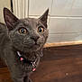 Cash joined the competition — help win amazing prizes! cat, kitten, gray_cat, collar, bell, pet, indoor, wooden_floor, tile_wall, curious, close_up, animal, fur, whiskers, young_cat, domestic_cat, looking_up, cute, small, feline