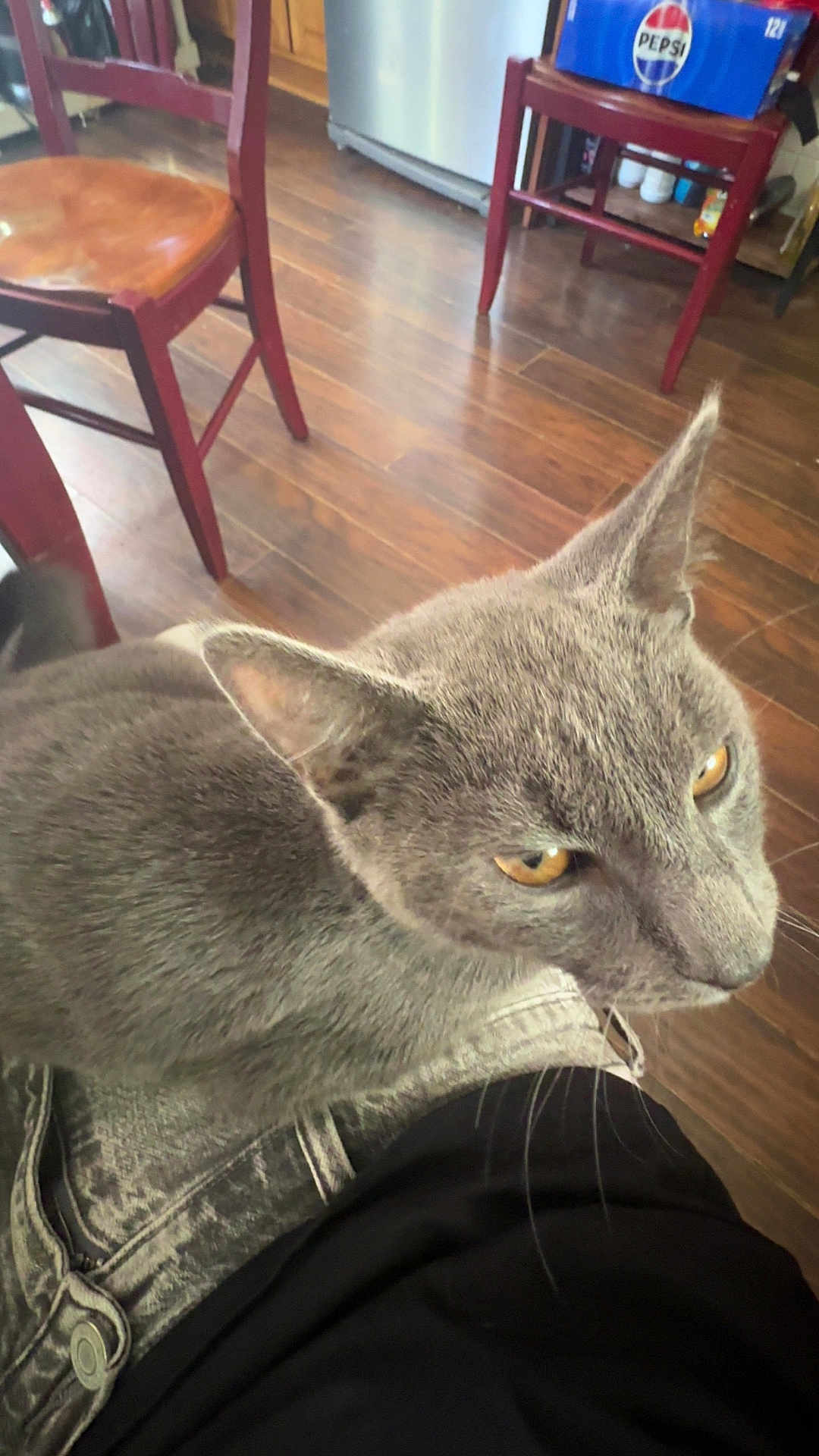 Cash is registered to the contest to win money with this photo: cat, gray_cat, pet, animal, indoor, floor, wooden_floor, chair, furniture, kitchen, yellow_eyes, curious, looking_up, lap, person, clothing, denim, casual, pepsi, crate