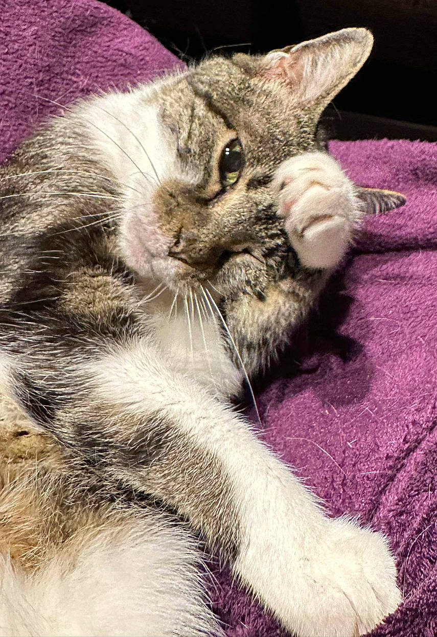 Tifa participe au concours pour gagner de l'argent avec cette photo : carnivore, cat, claw, close_up, comfort, domestic_short_haired_cat, ear, eye, felidae, fur, leg, nap, paw, small_to_medium_sized_cats, snout, tail, terrestrial_animal, whiskers