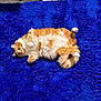 animal, blue_rug, cat, curious, cute, domestic_cat, floor_tiles, fluffy_cat, fur, indoor, lying_down, orange_cat, paws, pet, relaxed, resting, shaggy_rug, tail, whiskers, white_cat