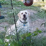 Bailey is registered to the contest to win money with this photo: animal, canine, collar, cute, daylight, decoration, dog, fence, garden, grass, greenery, leaf, mammal, nature, outdoor, pet, plant, sitting, summer, watching