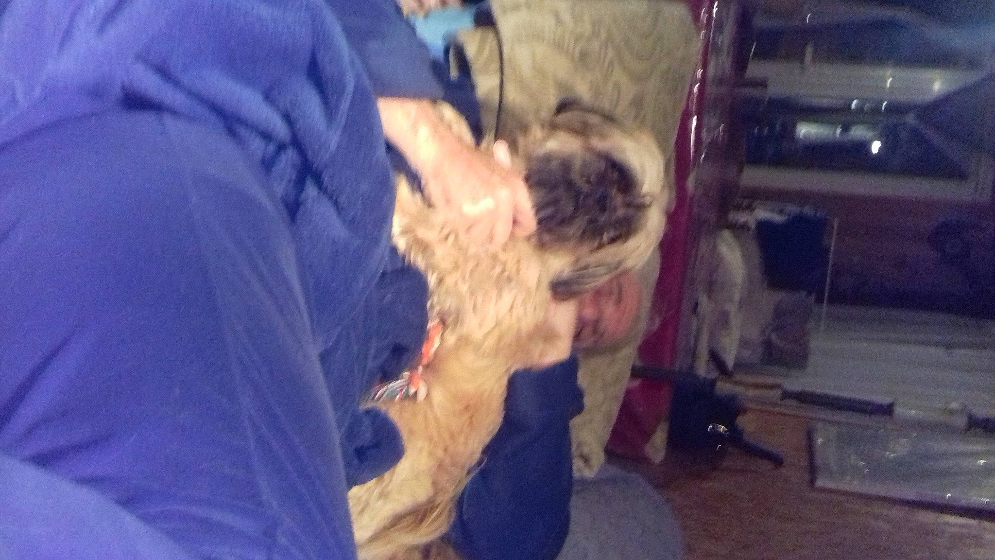 Fiora a rejoint le concours — aidez-le/la à gagner de superbes lots ! beard, canidae, companion_dog, dog, dog_breed, electric_blue, event, felidae, flesh, flooring, fun, fur, gesture, room, sporting_group, t_shirt, tree, visual_arts