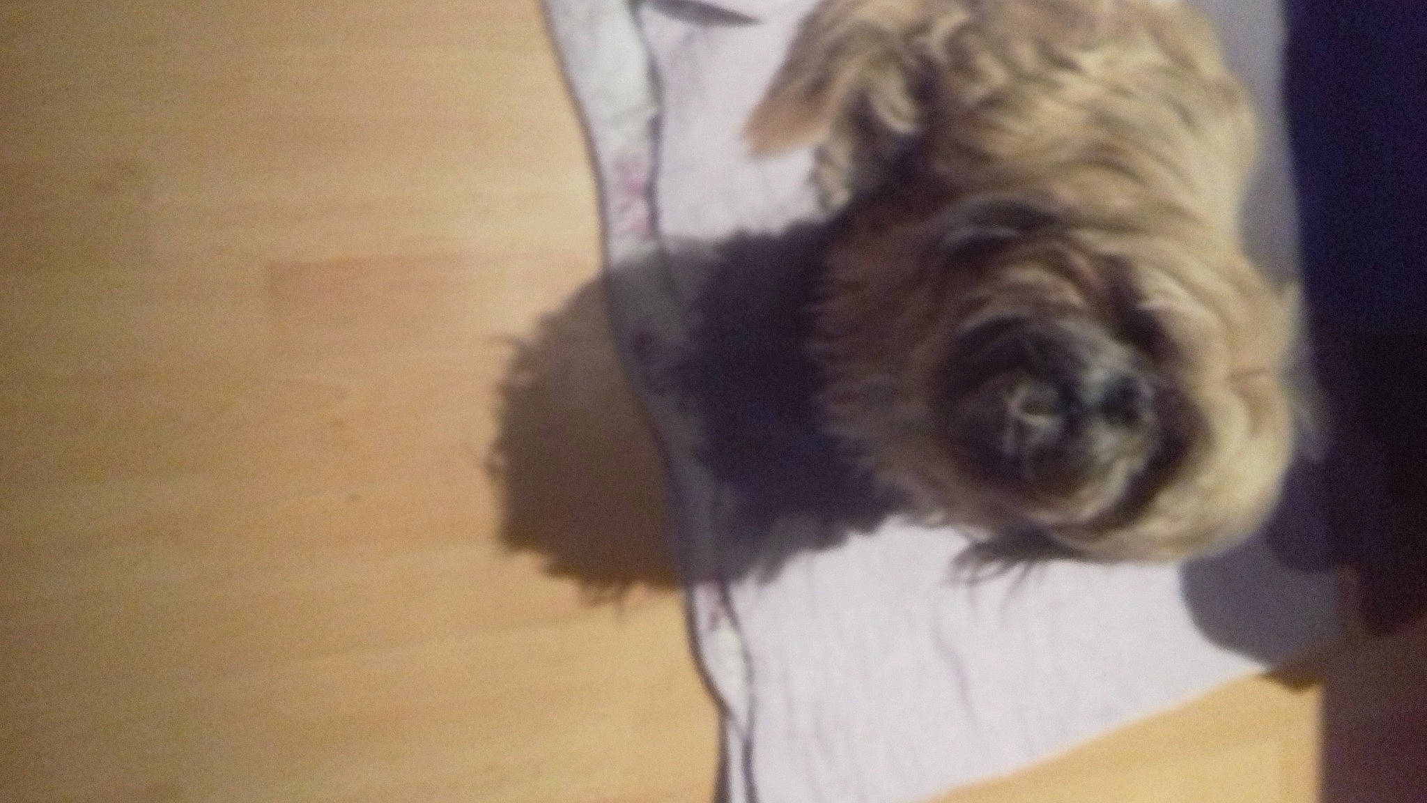 Fiora a rejoint le concours — aidez-le/la à gagner de superbes lots ! canidae, carnivore, companion_dog, dog, dog_breed, flooring, fur, hardwood, liver, non_sporting_group, small_terrier, sporting_group, terrestrial_animal, terrier, toy_dog, varnish, wood, wood_flooring, wood_stain, working_animal