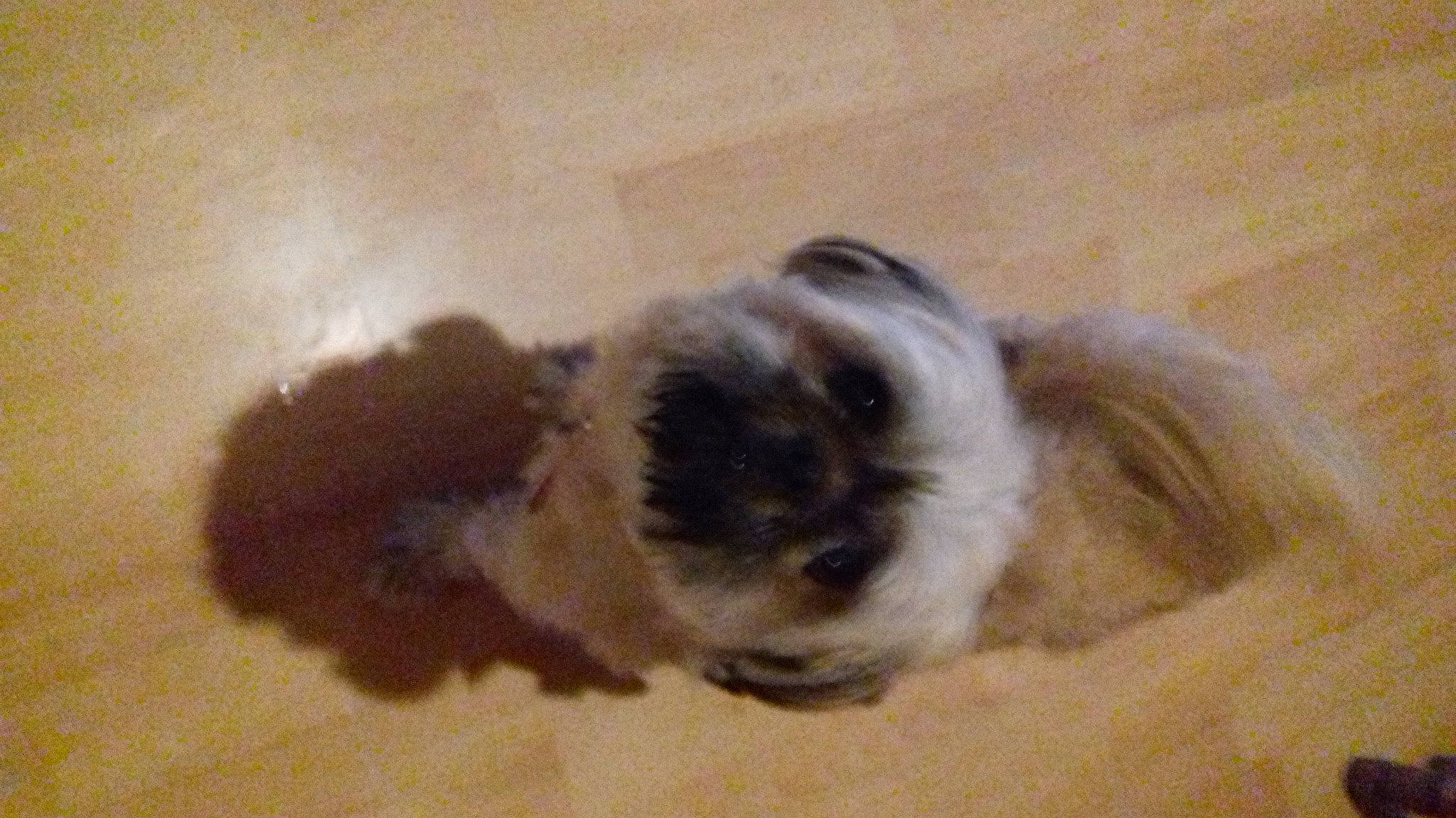 Fiora participe au concours pour gagner de l'argent avec cette photo : canidae, carnivore, companion_dog, dog_breed, fawn, felidae, fur, non_sporting_group, snout, terrestrial_animal, whiskers, working_animal