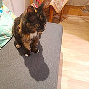 Cleo participe au concours pour gagner de l'argent avec cette photo : animal, blanket, calico, cat, chair, cute, domestic_cat, ears, fabric, fur, furniture, home, indoor, pet, shadow, sitting, table, tortoiseshell_cat, whiskers, wooden_floor