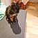 Cleo
