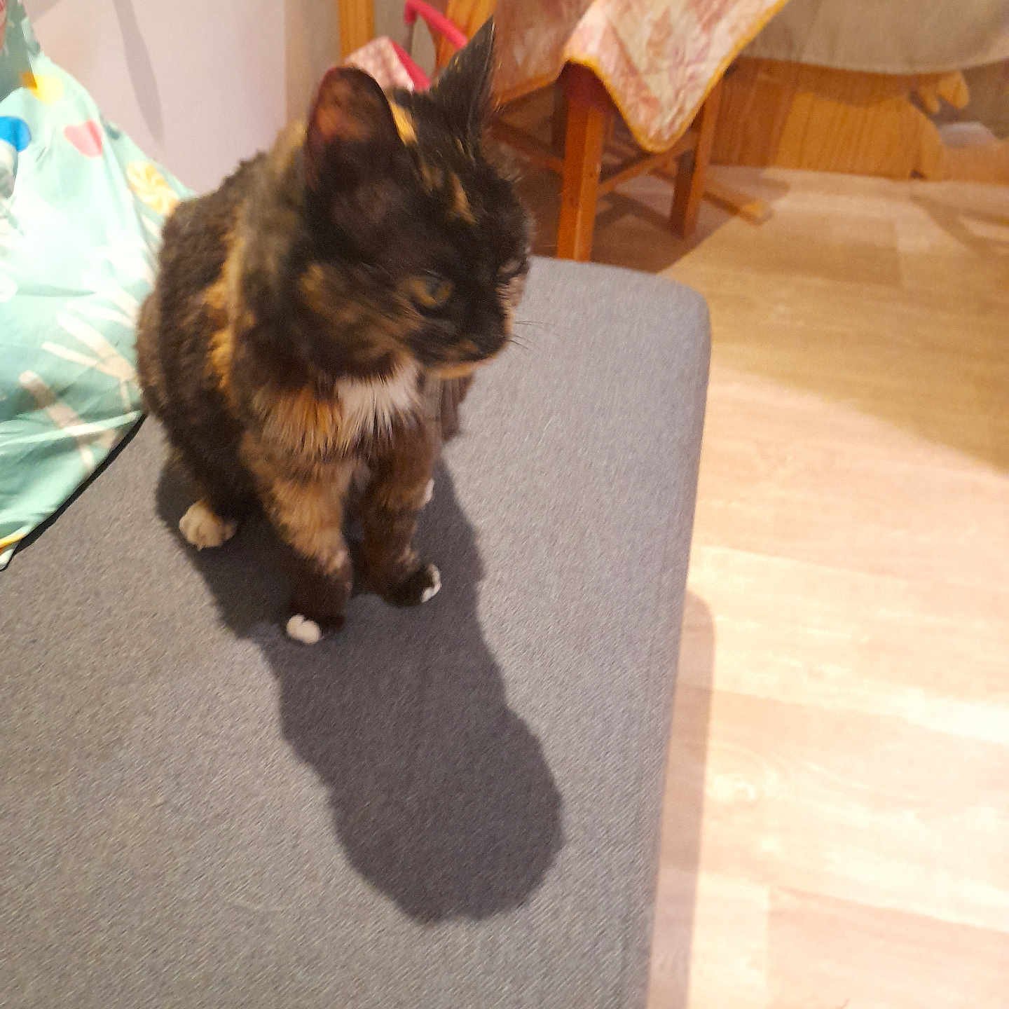 Cleo