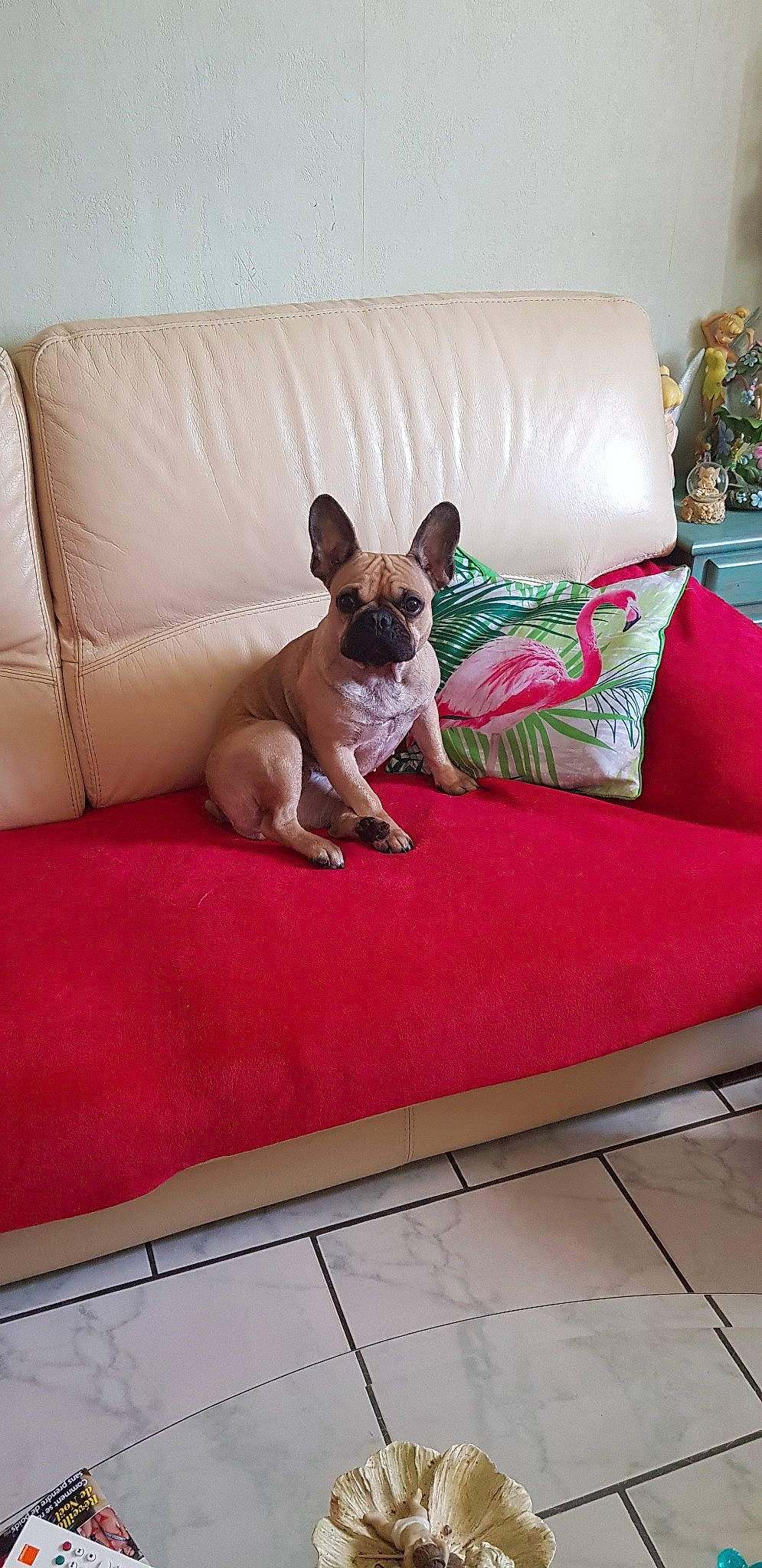 Nala a rejoint le concours — aidez-le/la à gagner de superbes lots ! bulldog, canidae, carnivore, comfort, companion_dog, couch, dog, dog_bed, dog_breed, fawn, french_bulldog, furniture, mammal, non_sporting_group, snout