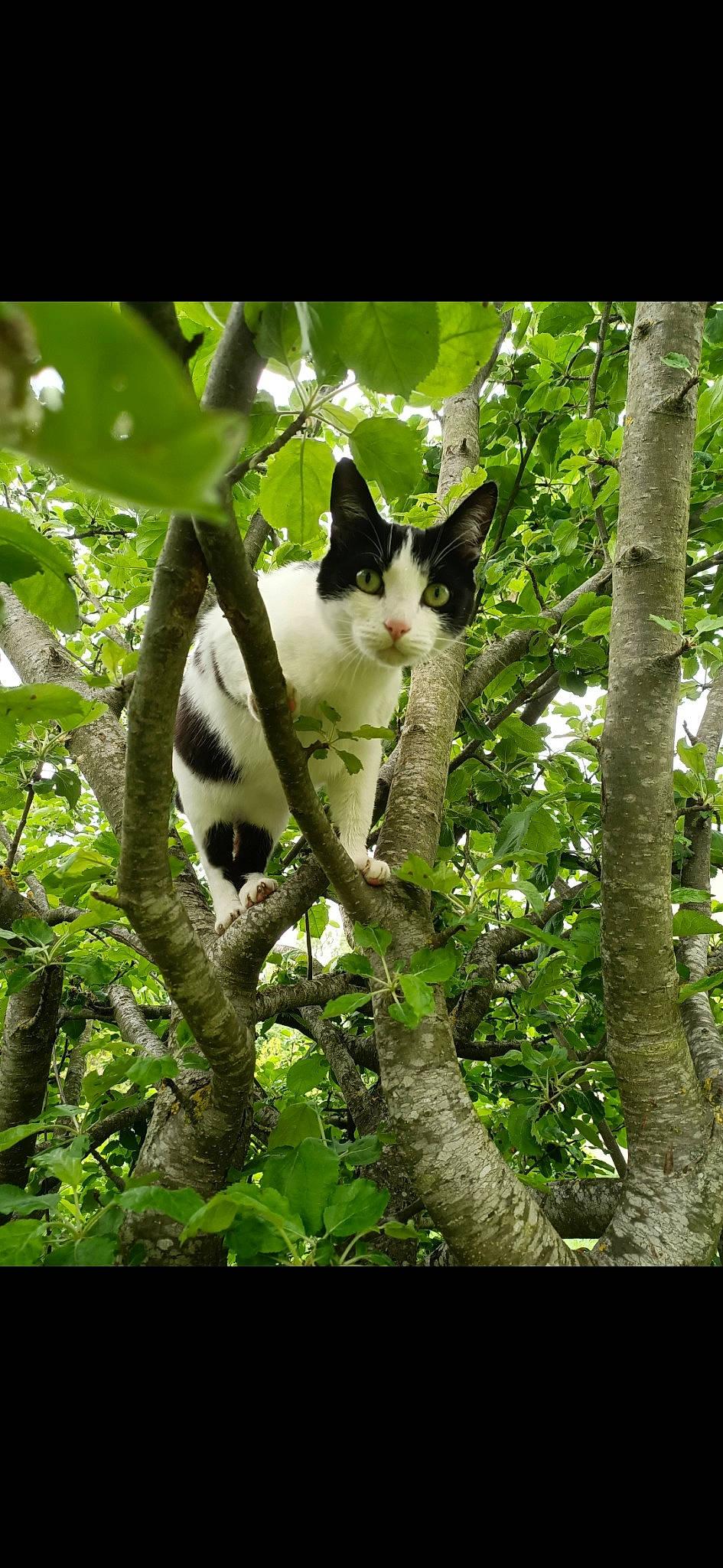 Kiri participe au concours pour gagner de l'argent avec cette photo : branch, carnivore, cat, domestic_short_haired_cat, eye, felidae, forest, fur, grass, natural_environment, organism, plant, small_to_medium_sized_cats, snout, tail, tree, trunk, twig, whiskers, woody_plant