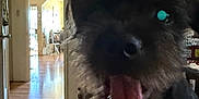 Raider Deuce joined the competition — help win amazing prizes! dog, pet, indoor, living_room, tongue_out, black_dog, close_up, furry, happy, blurred, television, doorway, wood_floor, couch, home, animal, tongue, fur, canine, smiling