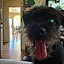 dog, pet, indoor, living_room, tongue_out, black_dog, close_up, furry, happy, blurred, television, doorway, wood_floor, couch, home, animal, tongue, fur, canine, smiling