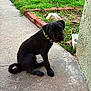 dog, black_dog, puppy, sidewalk, grass, outdoor, curious, camo_collar, pet, canine, young_dog, sitting, concrete, greenery, nature, animal, small_dog, curled_tail, daylight, wall