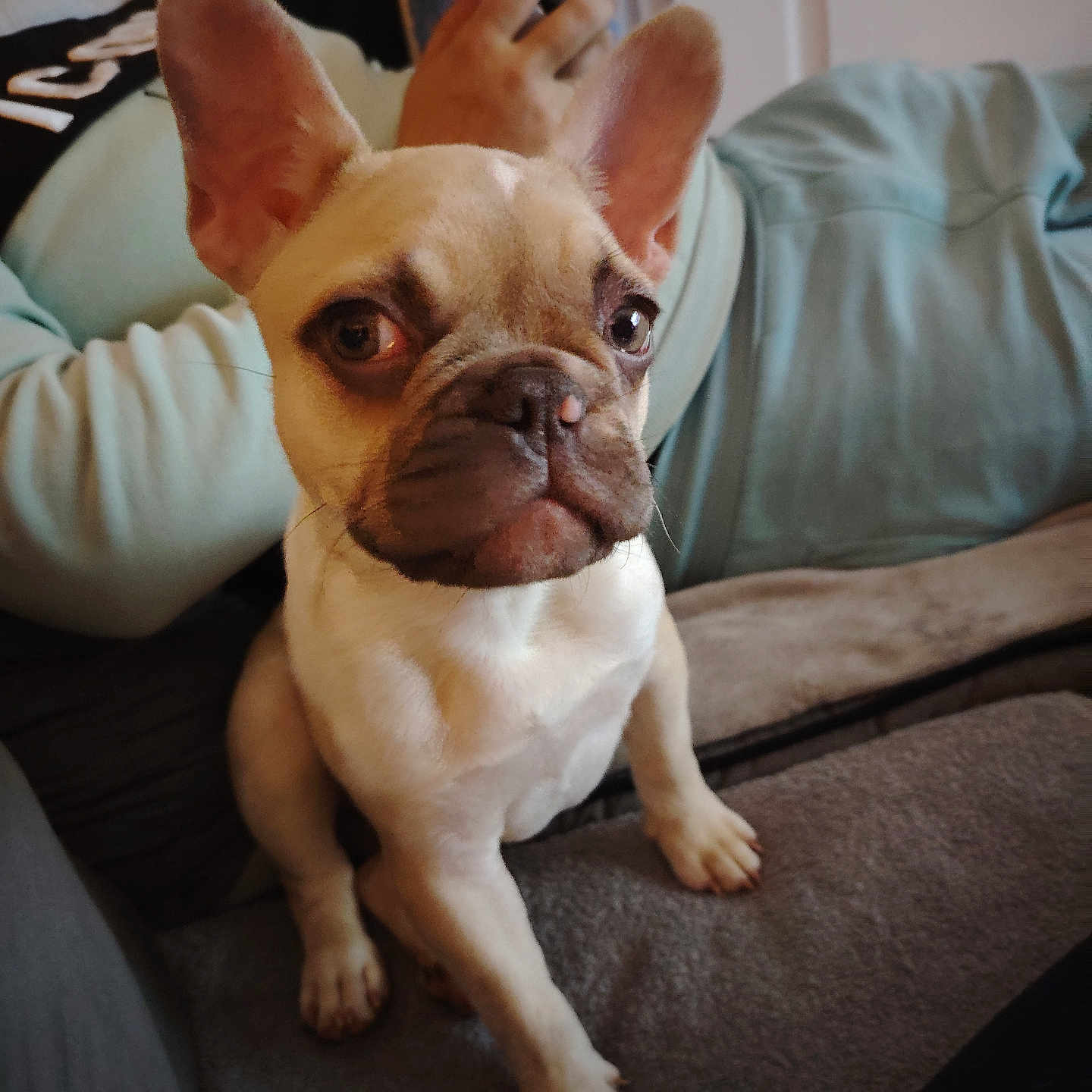 Lilas a rejoint le concours — aidez-le/la à gagner de superbes lots ! animal, boxer, bulldog, canine, chair, couch, cushion, dog, frenchbulldog, furniture, homedecor, hound, pet, pitbull, puppy