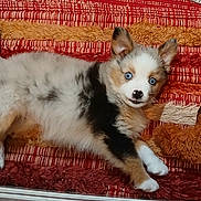 Baby is registered to the contest to win money with this photo: puppy, dog, blue_eyes, fluffy, lying_down, curious, ears_up, indoor, colorful_rug, textured_rug, pet, animal, cute, young, fur, white_paws, brown_spots, black_spots, close_up, resting