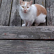 Gypsy is registered to the contest to win money with this photo: animal, cat, closeup, curious, daylight, ears, eyes, feline, fur, mouth_open, nature, orange, outdoor, pet, planks, sitting, texture, whiskers, white, wood