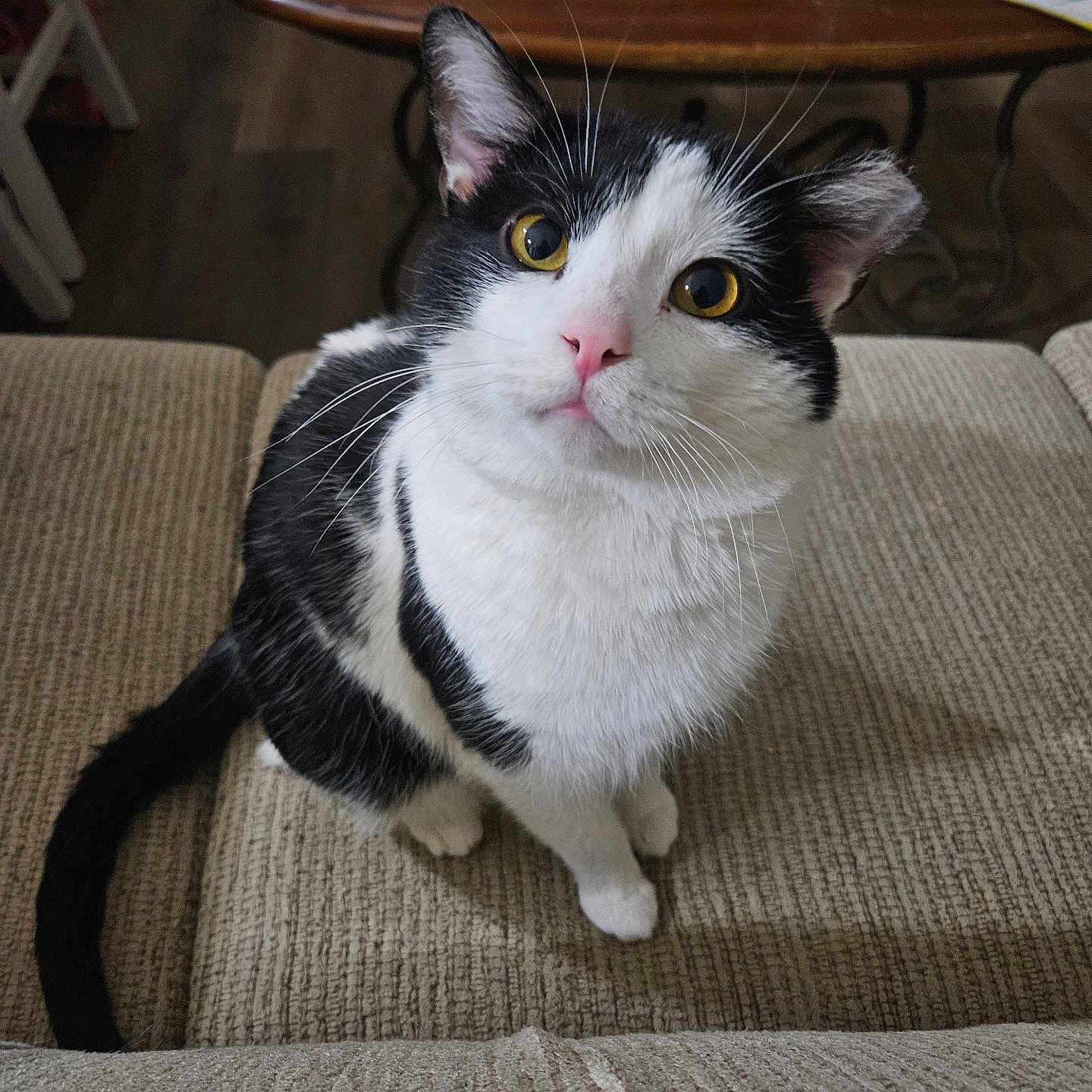 Butthole Wilson Iii is registered to the contest to win money with this photo: accessories, animal, architecture, bag, building, cat, couch, diningtable, electronics, furniture, handbag, hardwood, indoors, livingroom, manx, pet, plywood, remotecontrol, table, wood