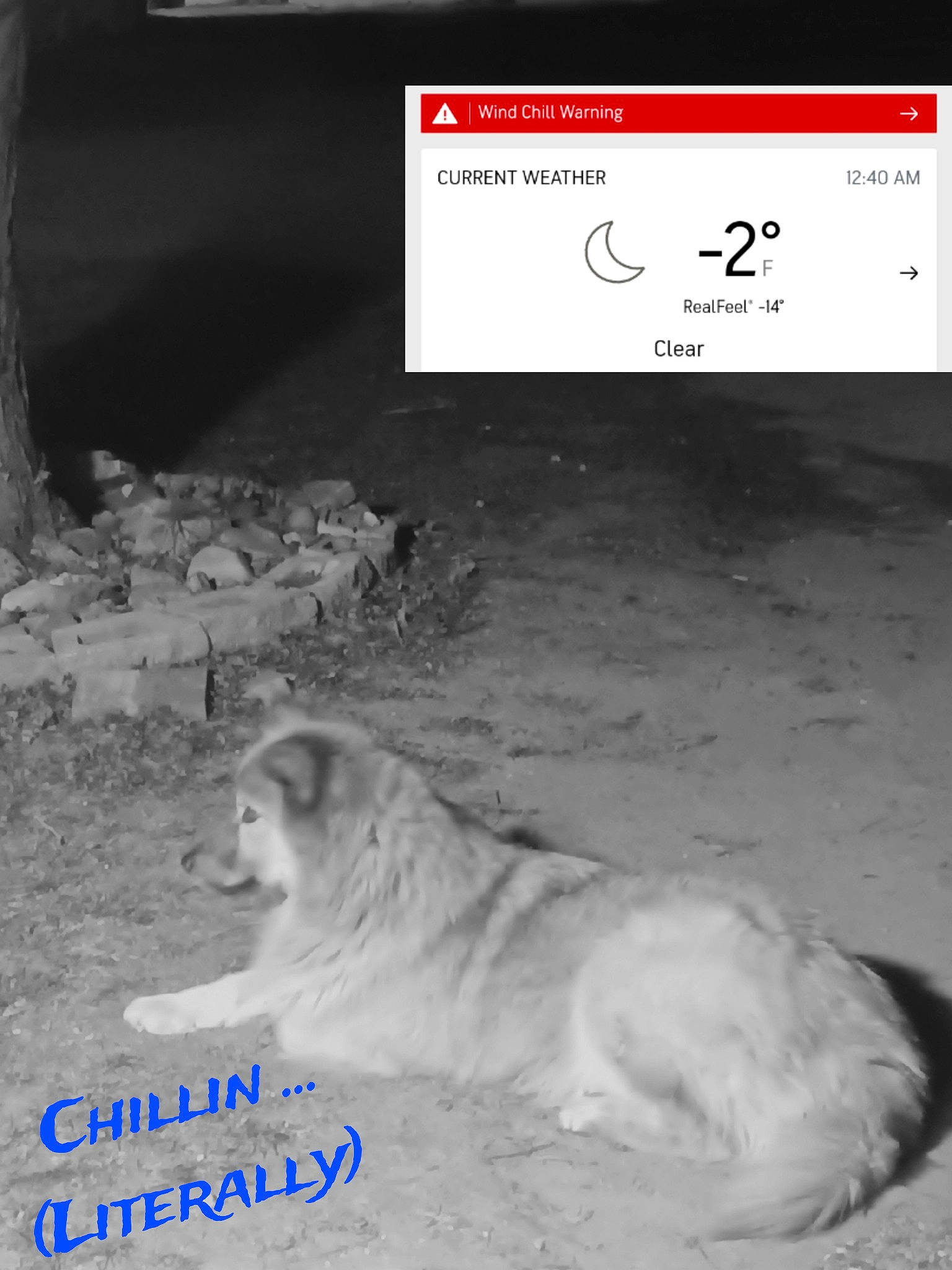 Curly is registered to the contest to win money with this photo: carnivore, companion_dog, dog, dog_breed, fang, font, fur, liquid, monochrome_photography, paw, photo_caption, rectangle, snout, sporting_group, terrestrial_animal