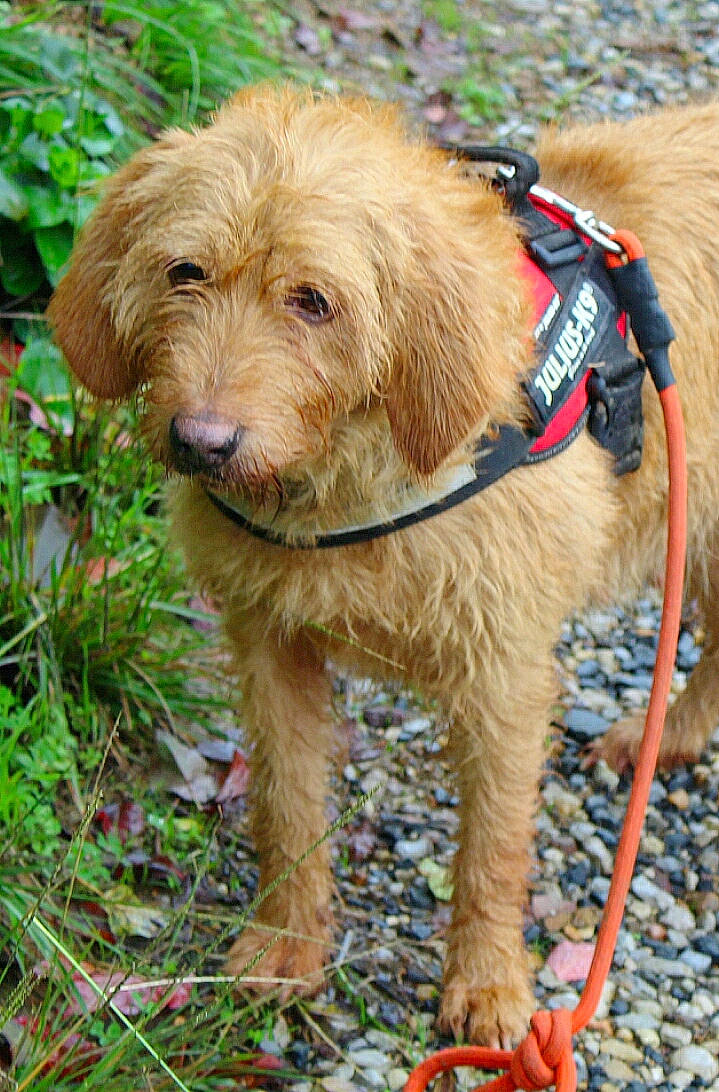 Framboise participe au concours pour gagner de l'argent avec cette photo : basset_fauve_de_bretagne, bosnian_coarse_haired_hound, briquet_griffon_vendeen, canidae, carnivore, companion_dog, dog, dog_breed, dutch_smoushond, goldendoodle, leash, mammal, otterhound, petit_basset_griffon_vendeen, poodle_crossbreed, rare_breed_dog, sporting_group, styrian_coarse_haired_hound, terrier, vertebrate