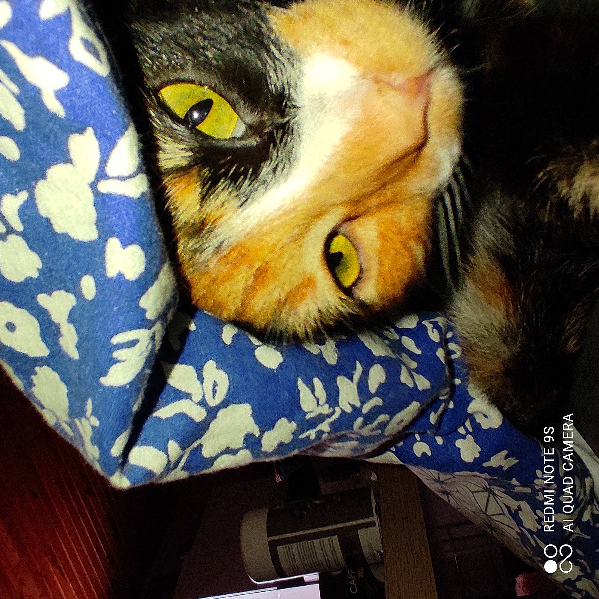 Mitaines a rejoint le concours — aidez-le/la à gagner de superbes lots ! art, carnivore, cat, claw, comfort, domestic_short_haired_cat, electric_blue, felidae, fur, linens, paw, photo_caption, small_to_medium_sized_cats, snout, square, tail, textile, visual_arts, whiskers, wildlife