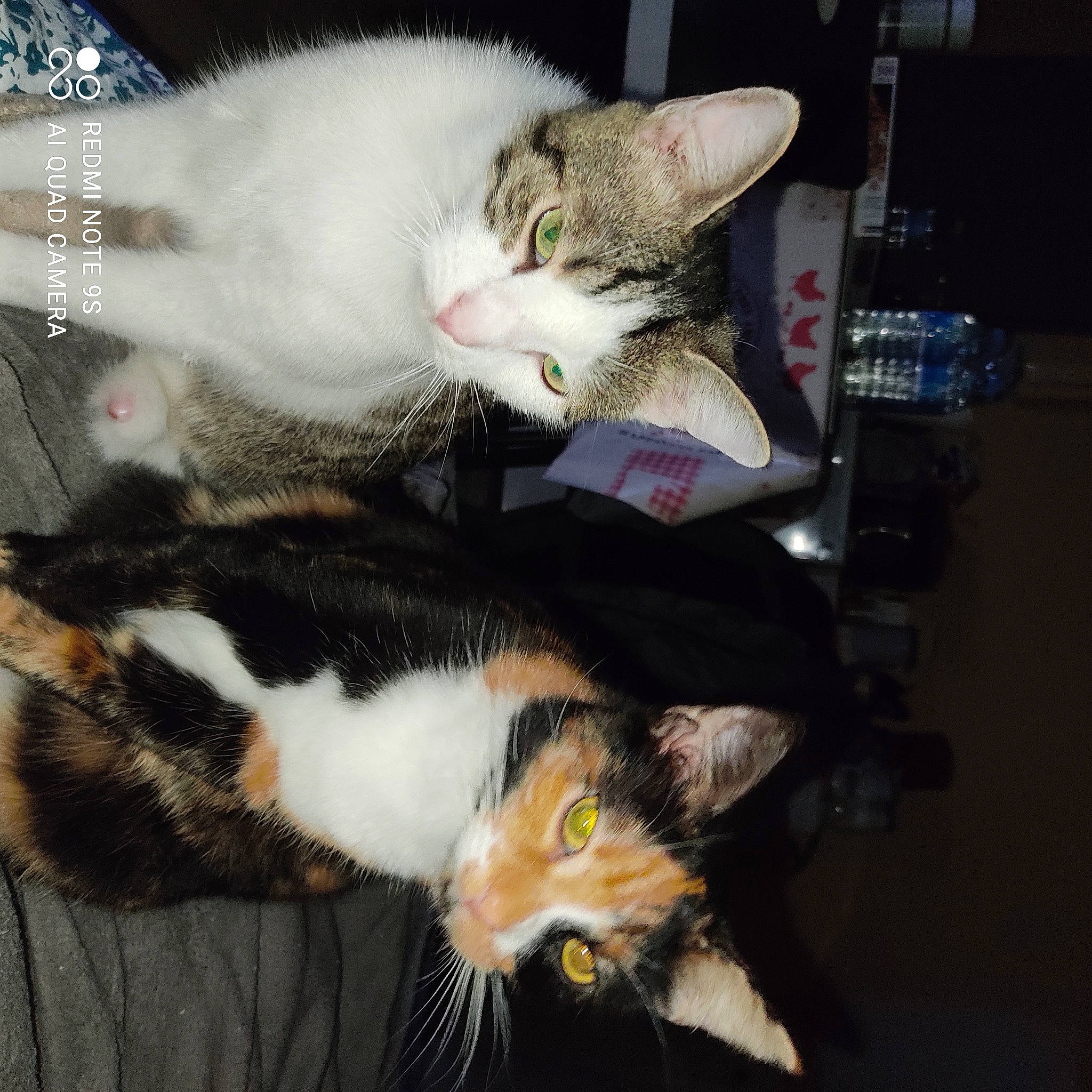 Mitaines a rejoint le concours — aidez-le/la à gagner de superbes lots ! canidae, carnivore, cat, claw, comfort, domestic_short_haired_cat, felidae, fur, lap, mammal, paw, small_to_medium_sized_cats, snout, tail, vertebrate, whiskers