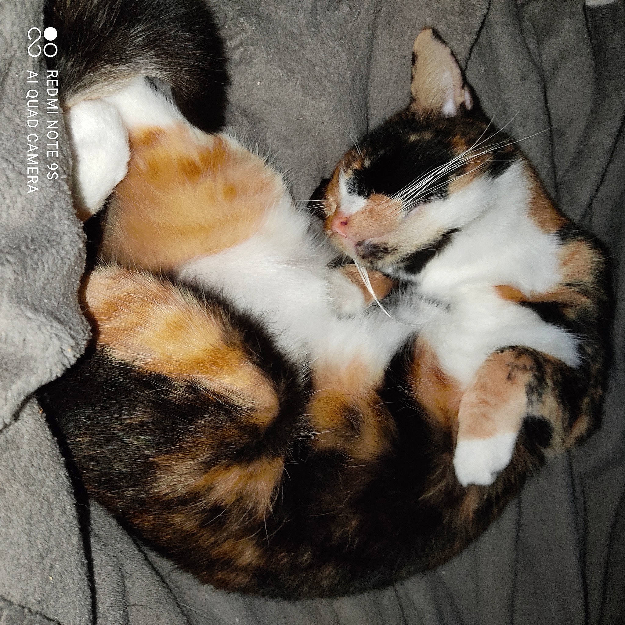 Mitaines a rejoint le concours — aidez-le/la à gagner de superbes lots ! carnivore, cat, claw, comfort, domestic_short_haired_cat, fawn, felidae, foot, fur, lap, linens, nap, paw, sitting, sleep, small_to_medium_sized_cats, tail, whiskers, wood