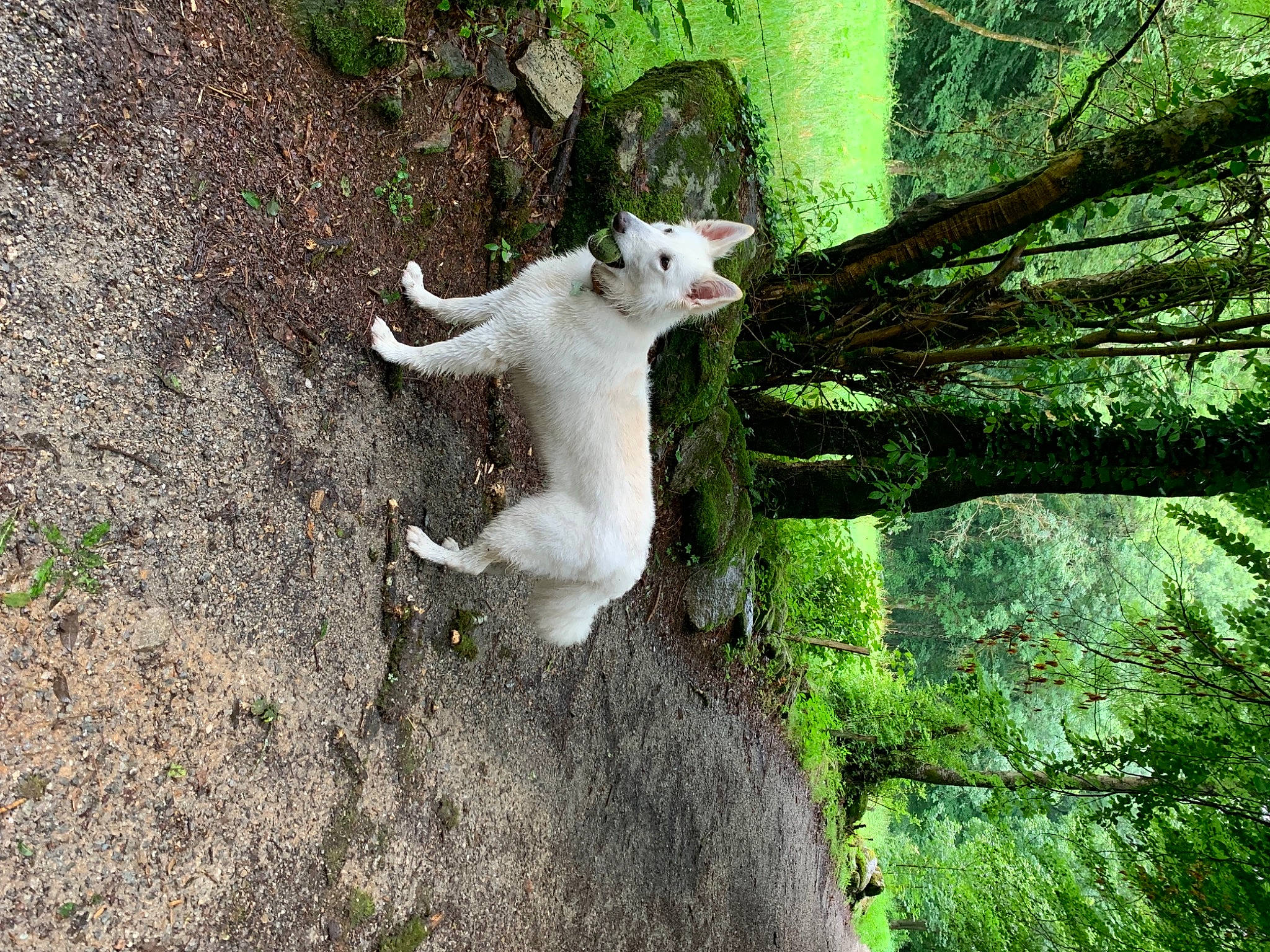 Reïka participe au concours pour gagner de l'argent avec cette photo : carnivore, cat, domestic_short_haired_cat, fawn, felidae, forest, fur, grass, plant, small_to_medium_sized_cats, snout, tail, terrestrial_animal, terrestrial_plant, tree, trunk, twig, whiskers, wildlife, wood