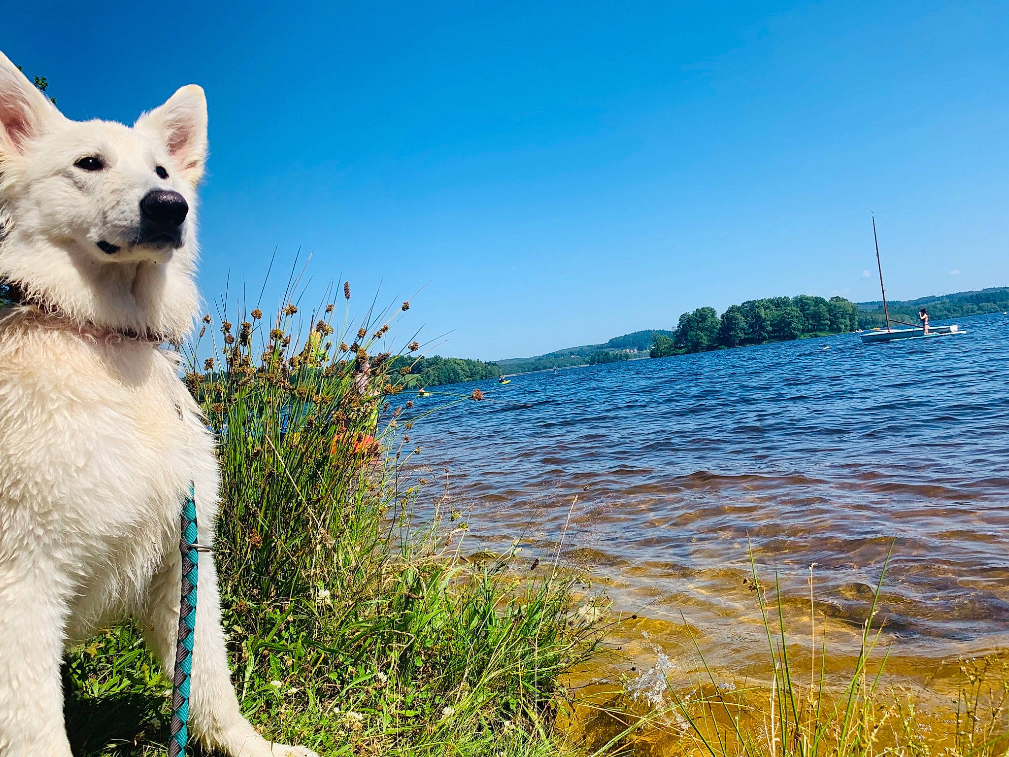 Reïka participe au concours pour gagner de l'argent avec cette photo : azure, boat, carnivore, companion_dog, daytime, dog, dog_breed, grass, happy, lake, landscape, leisure, natural_environment, natural_landscape, people_in_nature, plant, shore, sky, water, watercraft